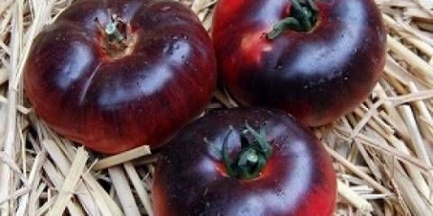 Dragulj od paradajza od ametista: karakteristike i opis sorte